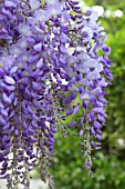 Wisteria in bloom