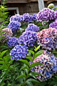 Hydrangea flowers - Chiloe Island, Chile