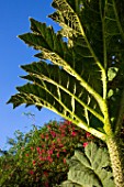 Gunnera leaf - Cucao Chiloe Island, Chile