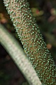 Gunnera spiny rod - Cucao Chiloe Island, Chile