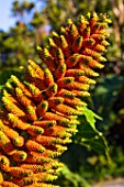 Gunnera inflorescence - Cucao Chiloe Island, Chile
