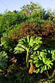 Gunnera - Cucao Chiloe Island, Chile