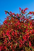 Fuchsia magellanica flowers - Cucao Chiloe Island, Chile