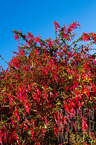 Fuchsia_magellanica_flowers__Cucao_Chiloe_Island_Chile