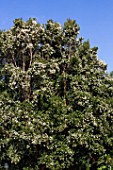 Tree Blossom - Cucao Chiloe Island, Chile