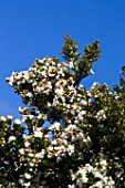 Tree Blossom - Cucao Chiloe Island Chile