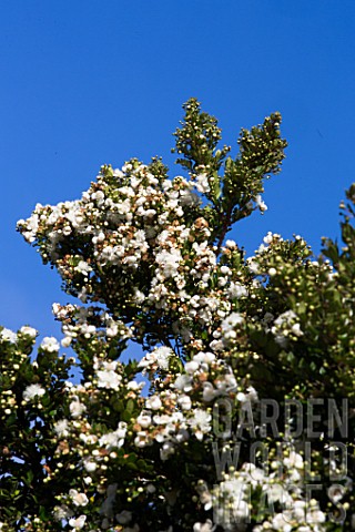 Tree_Blossom__Cucao_Chiloe_Island_Chile