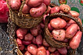 Potatoes in the Anjelmo Market - Puerto Montt Chile