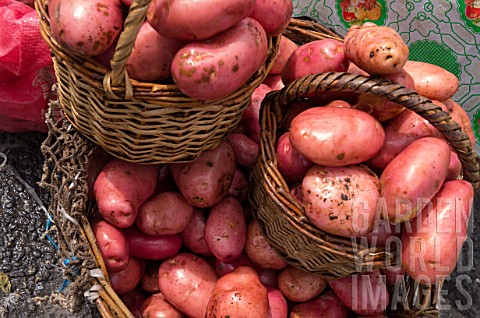 Potatoes_in_the_Anjelmo_Market__Puerto_Montt_Chile