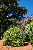 Parque del Rosedal Bosques de Palermo