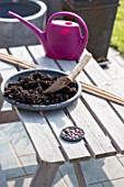 Sowing of scarlet runner bean by a little girl in a garden