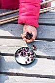 Sowing of scarlet runner bean by a little girl in a garden