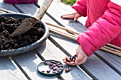 Sowing of scarlet runner bean by a little girl in a garden