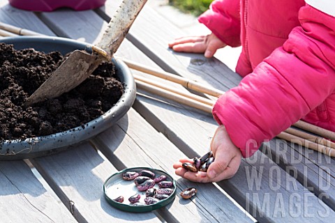 Sowing_of_scarlet_runner_bean_by_a_little_girl_in_a_garden