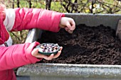 Sowing of scarlet runner bean by a little girl in a garden