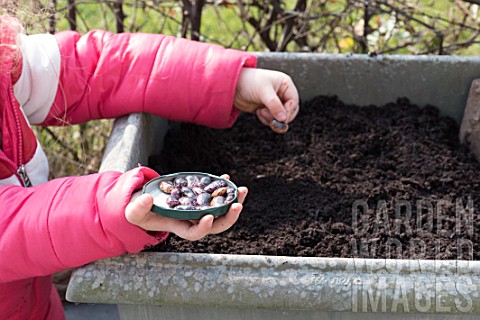 Sowing_of_scarlet_runner_bean_by_a_little_girl_in_a_garden