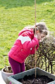 Sowing of scarlet runner bean by a little girl in a garden