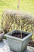 Sowing of scarlet runner bean