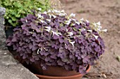 Oxalis in bloom in a garden