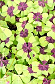 Oxalis in a garden