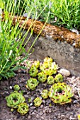 Sempervivum in a garden