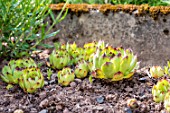 Sempervivum in a garden