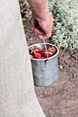 Harvest of strawberries in a garden