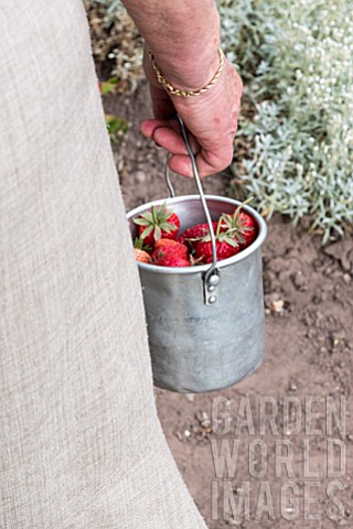 Harvest_of_strawberries_in_a_garden