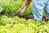 Weeding of a kitchen garden