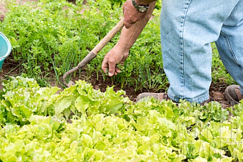 Weeding_of_a_kitchen_garden