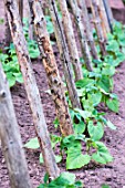 French climbing beans, snap beans in a kitchen garden