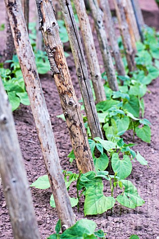 French_climbing_beans_snap_beans_in_a_kitchen_garden