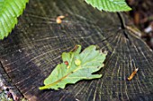 Gall on oak leaf in a garden