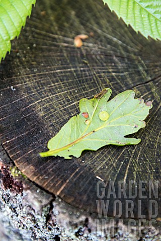 Gall_on_oak_leaf_in_a_garden
