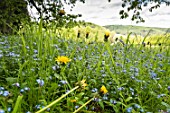 Dandelions and forget-me-not in bloom in a meadow