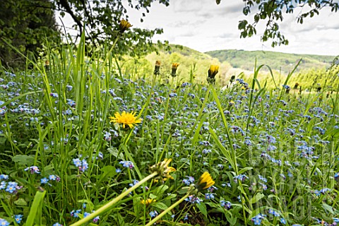 Dandelions_and_forgetmenot_in_bloom_in_a_meadow