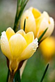 Crocus in bloom in a garden in winter