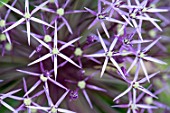 Allium cristophii in bloom in a garden