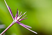 Allium cristophii in bloom in a garden