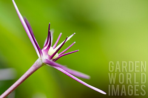 Allium_cristophii_in_bloom_in_a_garden