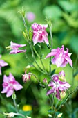 Aquilegia in bloom in a garden