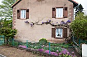 Wisteria in bloom on a house