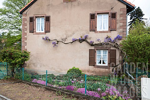 Wisteria_in_bloom_on_a_house