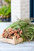 Harvest of carrots in a garden