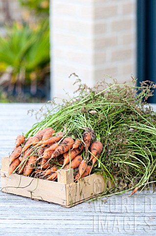 Harvest_of_carrots_in_a_garden