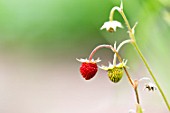 Woodland strawberries in a garden