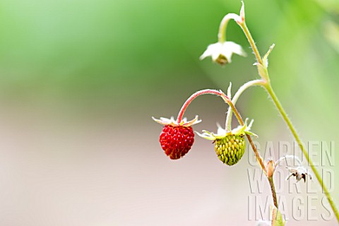 Woodland_strawberries_in_a_garden