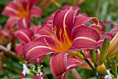 Hemerocallis Chicago Rosy in bloom in a garden