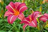 Hemerocallis Chicago Apache in bloom in a garden