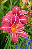 Hemerocallis Chicago Apache in bloom in a garden